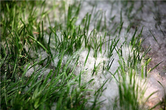 鉆石地毯 人造草坪 除雪